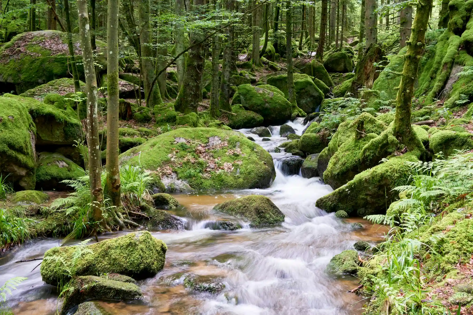 Tour della Foresta Nera